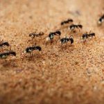 Do ants also tell us the future, why are red ants considered inauspicious according to the Vastu?