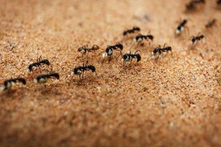 Do ants also tell us the future, why are red ants considered inauspicious according to the Vastu?