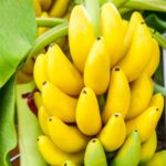 We all are aware of the benefits of banana, but its peel also has amazing properties.