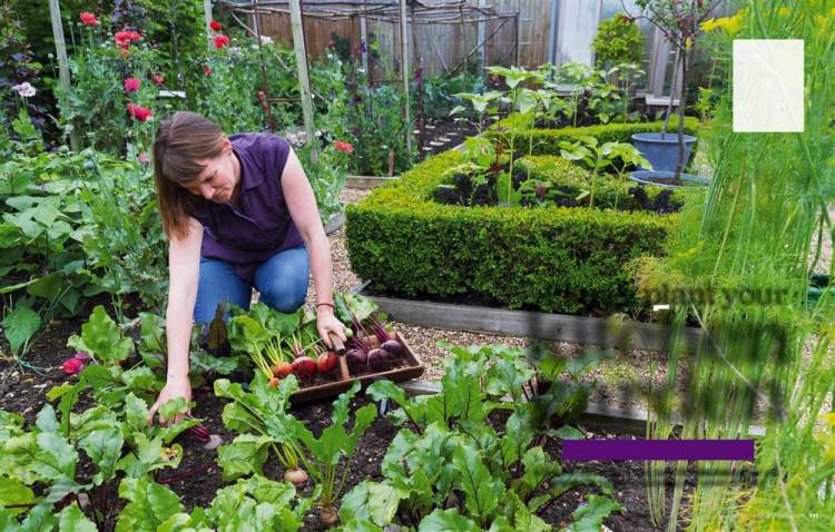 People who are fond of gardening are stress free and fresh