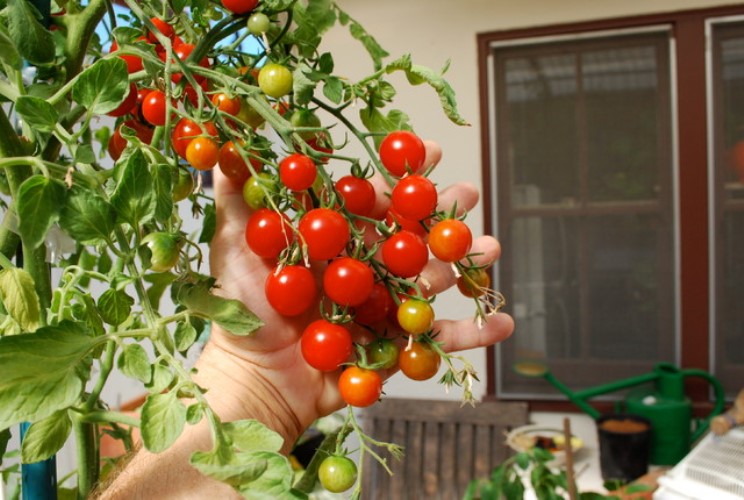 People who are fond of gardening are stress free and fresh